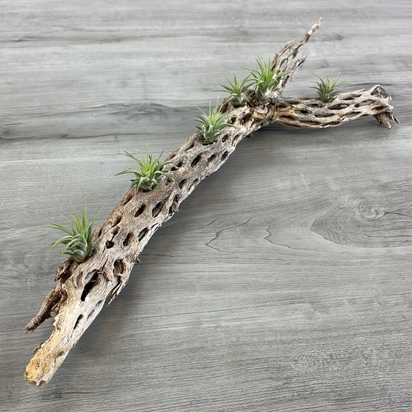 🔆AUR PLANT🔆 DRIED CACTUS DECORATION - Picture 7 of 12